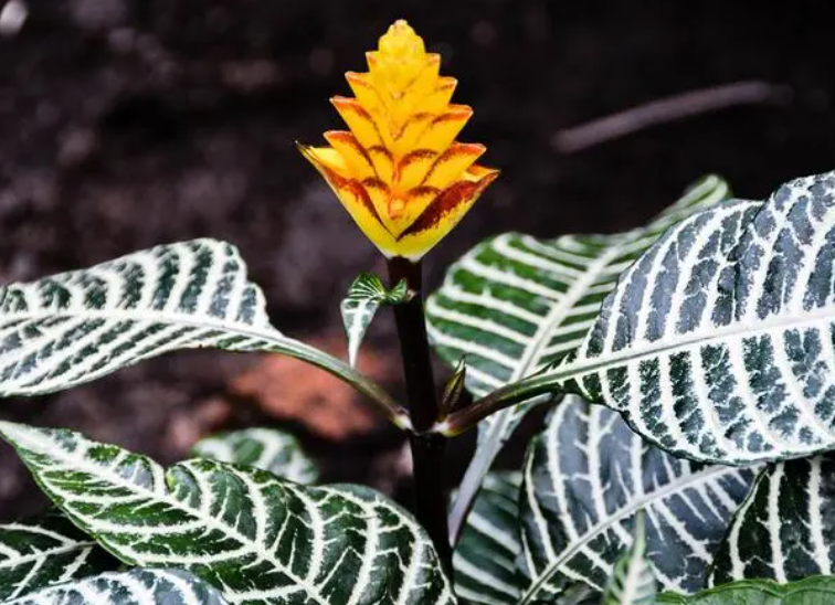 银脉爵床开花后怎么修剪