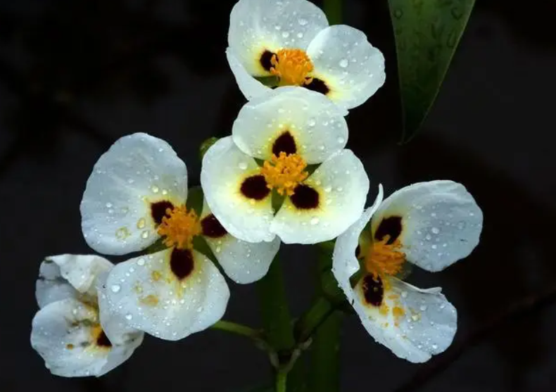 什么花最耐阴最好养