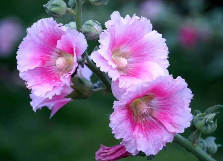 蜀葵的花语与寓意