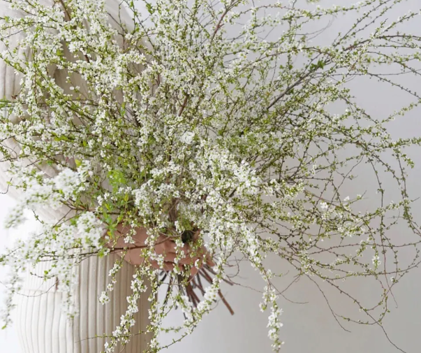 银柳干花要放水吗