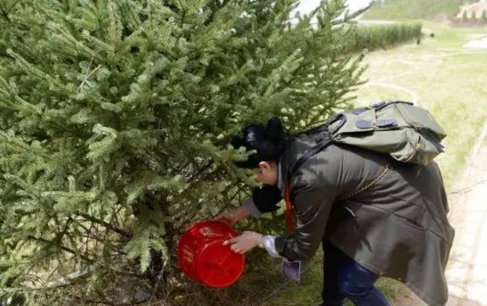 松树扦插繁殖方法一般在几月