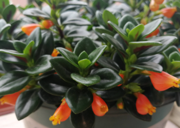 金鱼吊兰一年开几次花