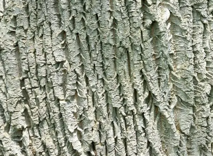 柏树皮可以做兰花土吗