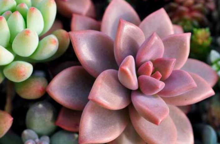 宝石花的浇水方法