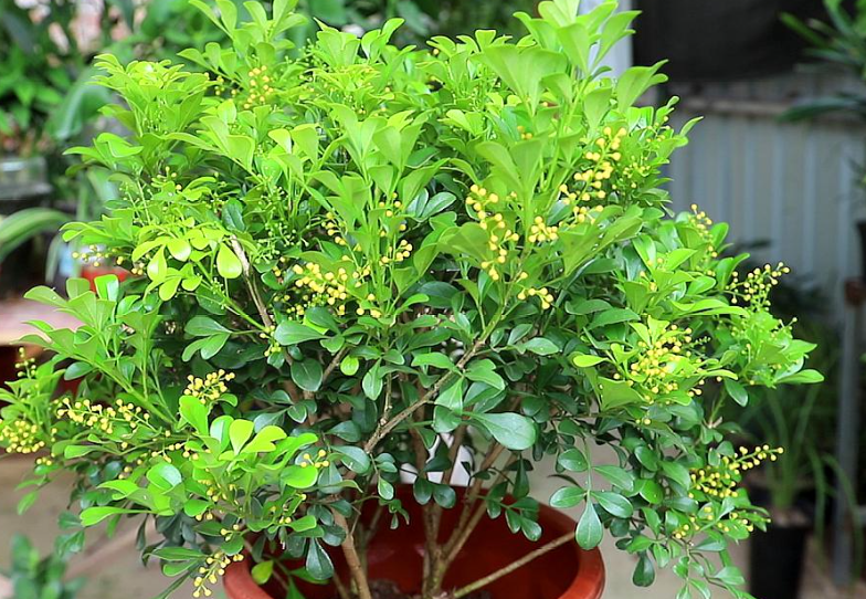 盆栽米兰的开花时间