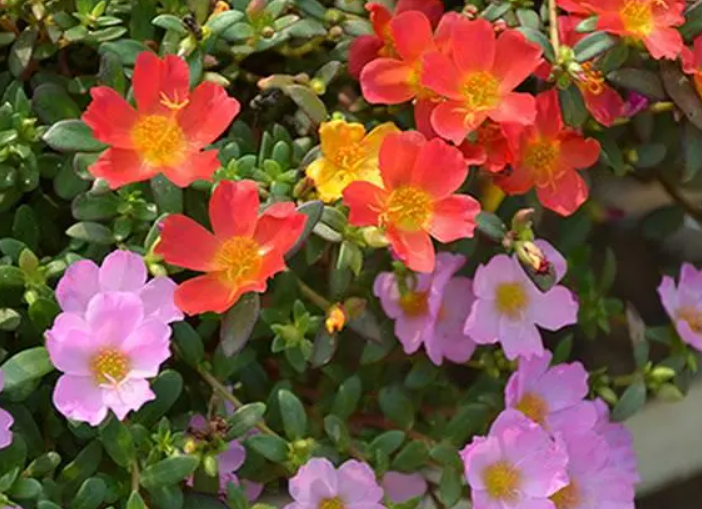 树马齿苋花叶子干瘪怎么办