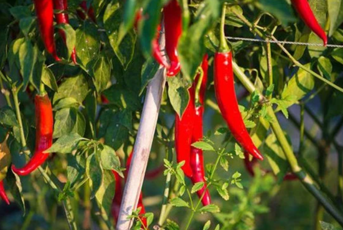 辣椒苗期出现花打顶怎么办