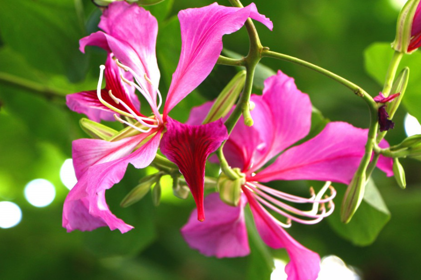 门前种紫荆花好吗