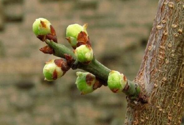 梅花第二次长叶子