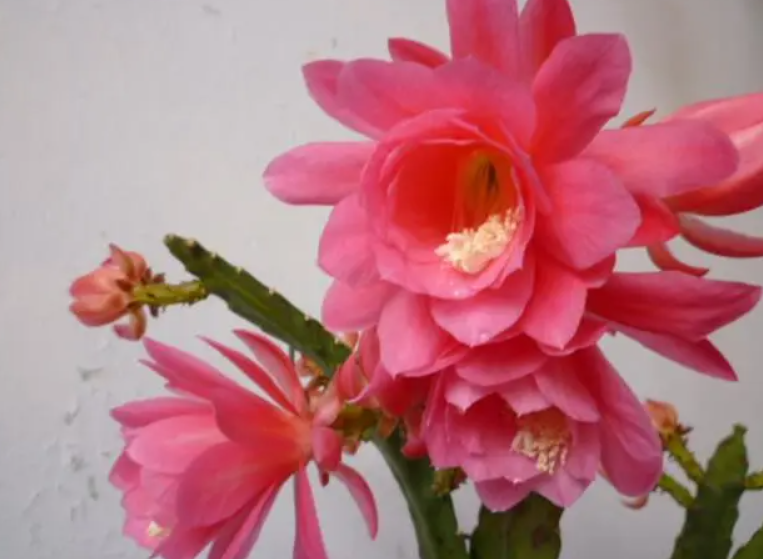 仙人剑花的怎样修剪