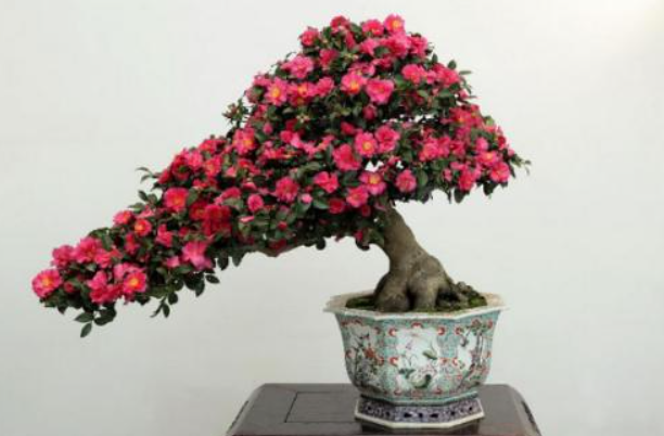 盆栽山茶花的养殖方法