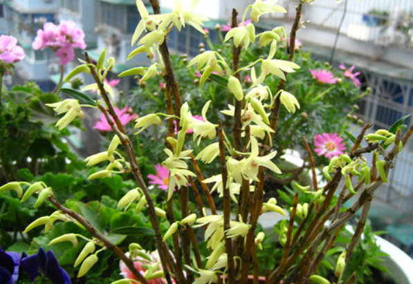 石斛兰只长苗不开花