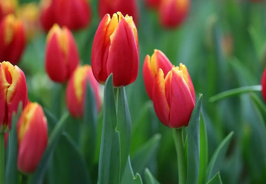 郁金香的种球可以反复开花吗