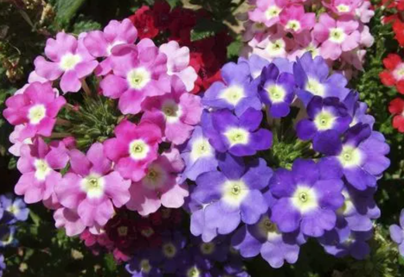 美女樱什么时候开花