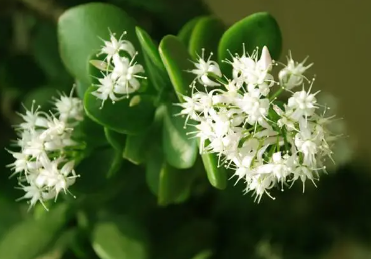 八宝树掉叶子怎么办