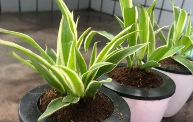 荞麦皮和土掺到一块儿养花好吗