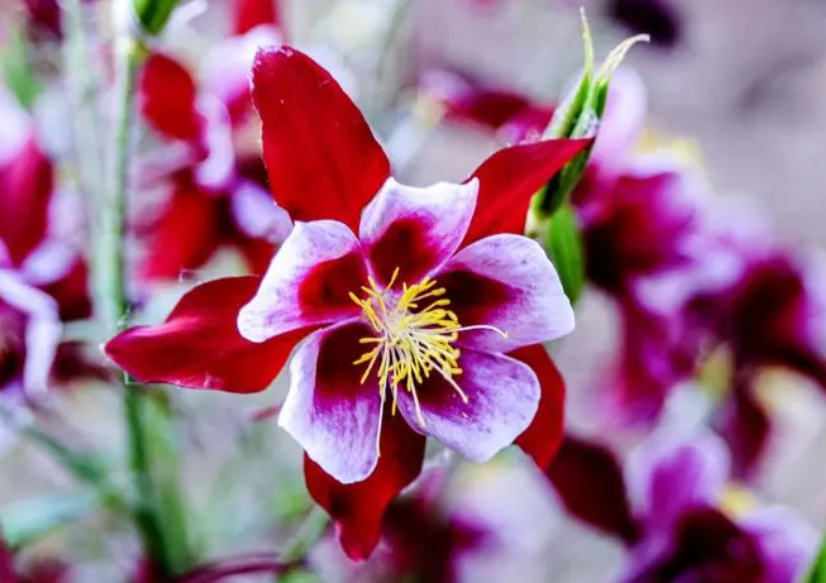 耧斗菜开完花就枯萎了