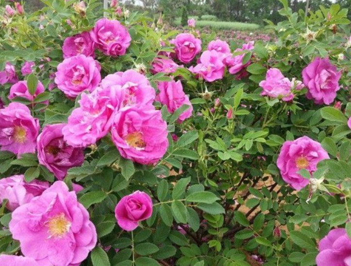 四季玫瑰一年开几次花