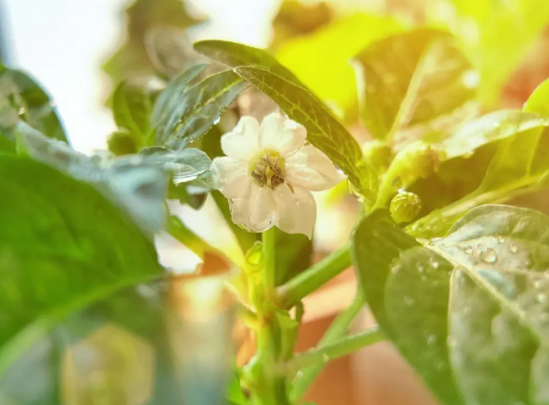 辣椒开花后可以施肥吗