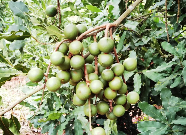 坚果树一棵能产多少斤