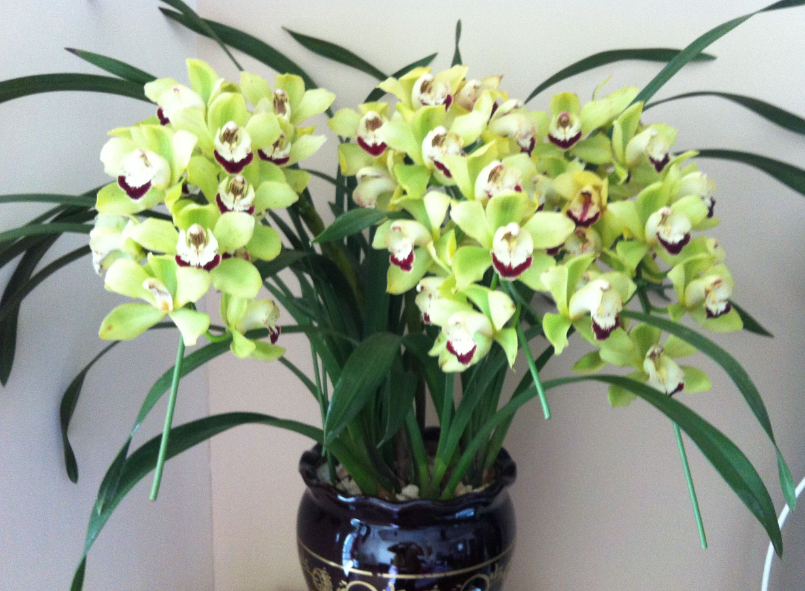 大花蕙兰老植株要剪掉吗