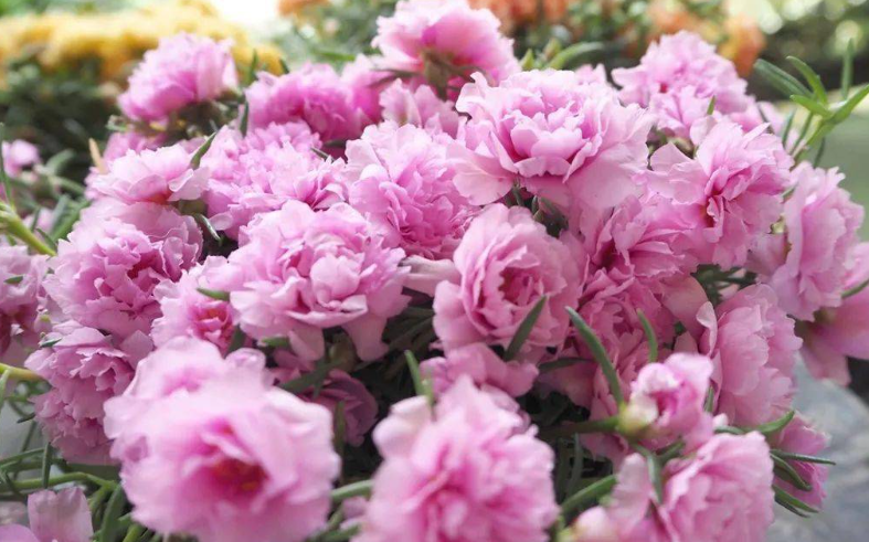 松叶牡丹与太阳花区别