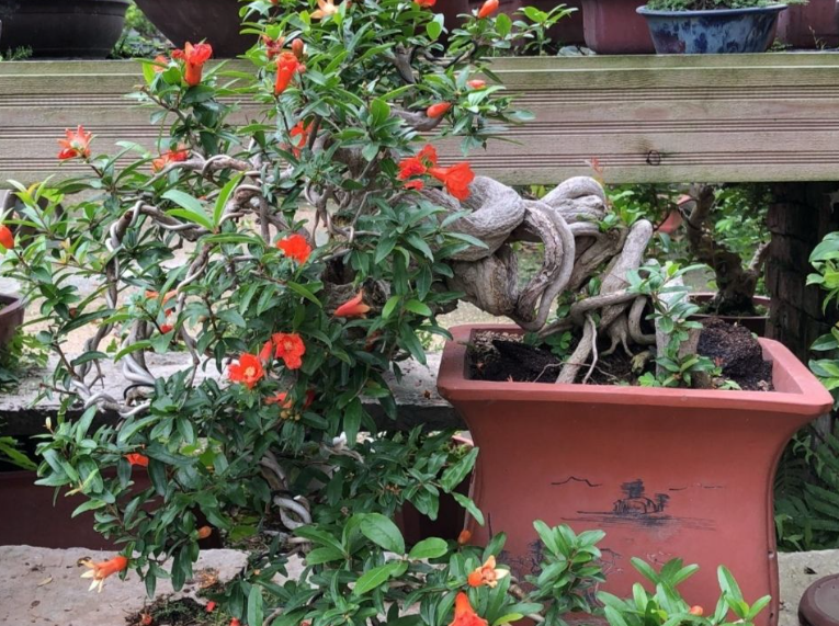 9月份能不能给石榴树换盆