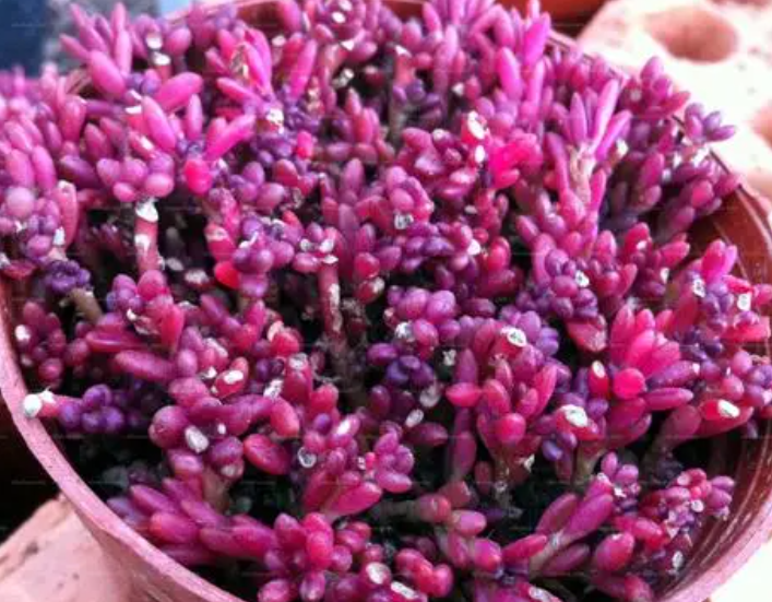 紫米粒是太阳花吗