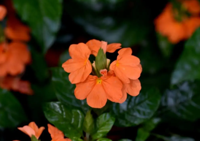 鸟尾花喜欢阳光吗