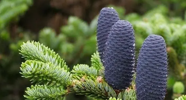 裸子植物不开花吗