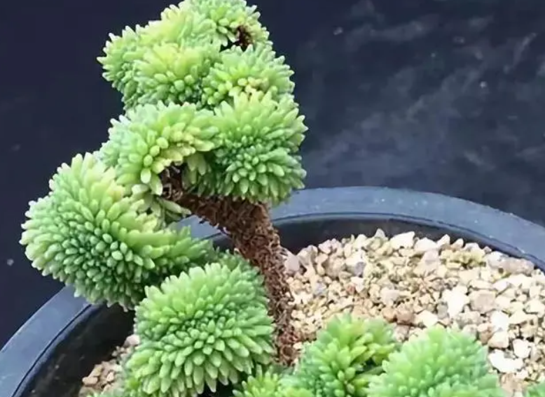 多肉球松开花了怎么办