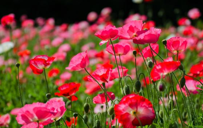 虞美人用什么花语