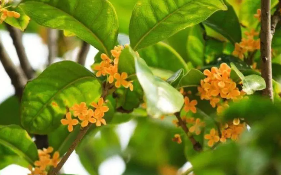 桂花开花的土壤要求