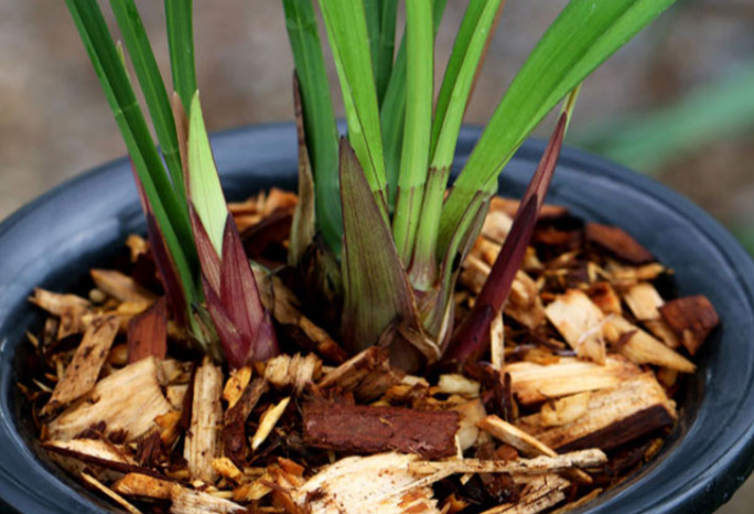 杉木屑养兰花怎么浇水