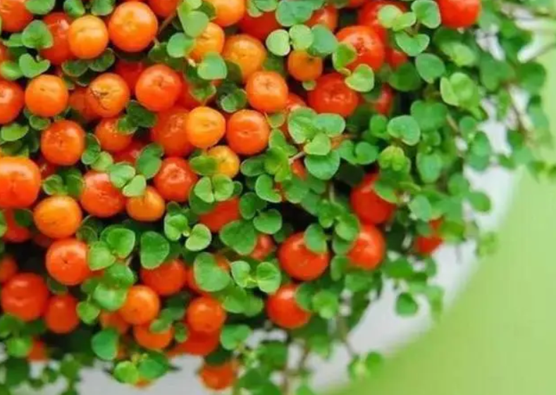 珊瑚珠花怎么都变黄了