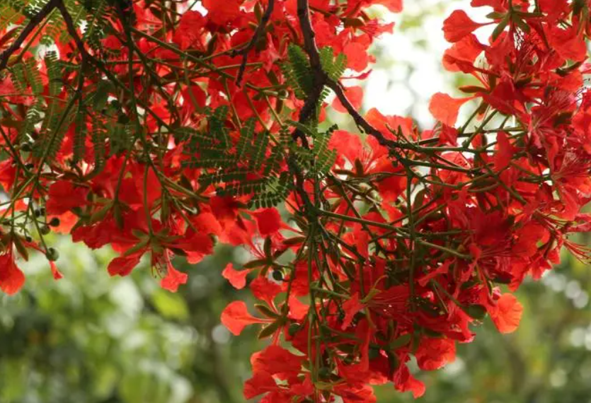 凤凰树能镇宅辟邪吗