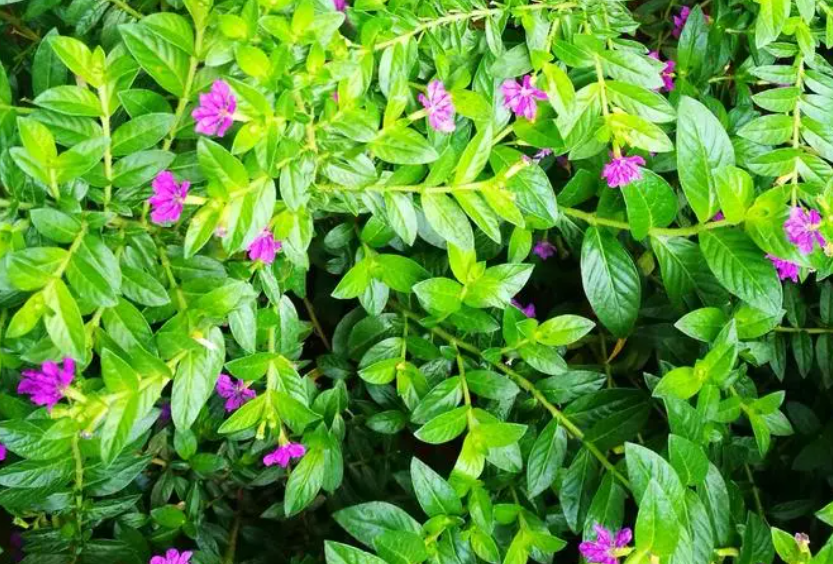 细叶萼距花能过冬吗