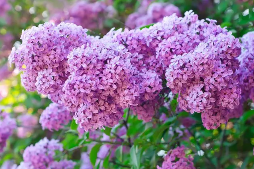 花卉养殖方法和注意