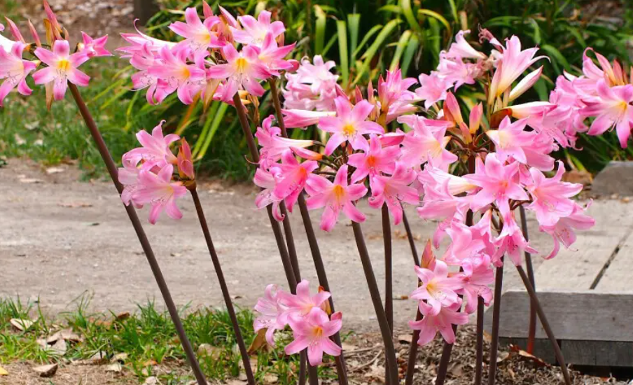 南非真孤挺花的养殖