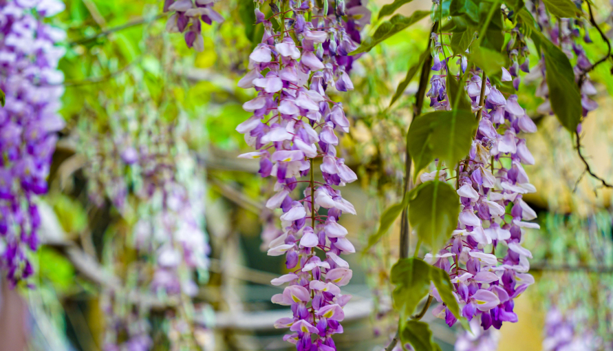 花期长耐寒又好养的花卉