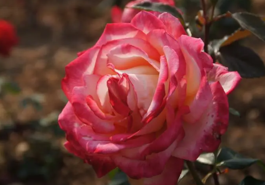 月季花与玫瑰花的功效区别