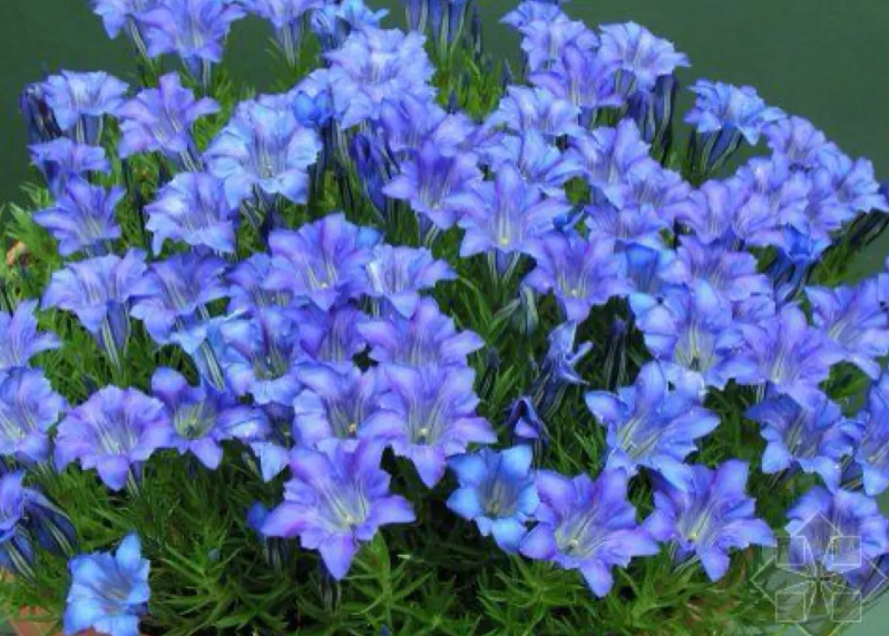 龙胆花的繁殖方法