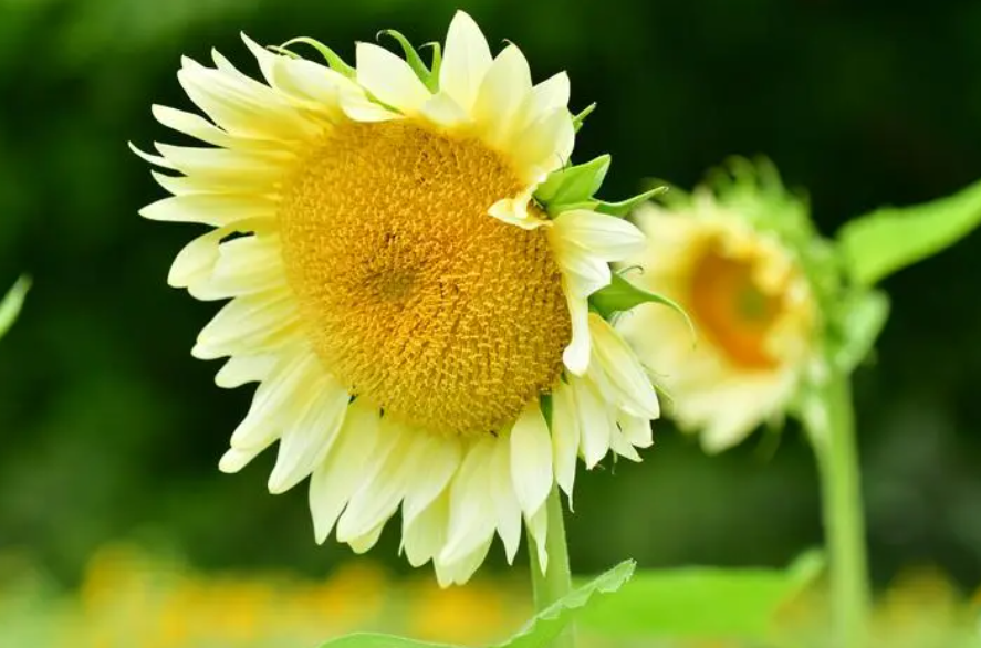 向日葵从花苞到开放要多少天时间