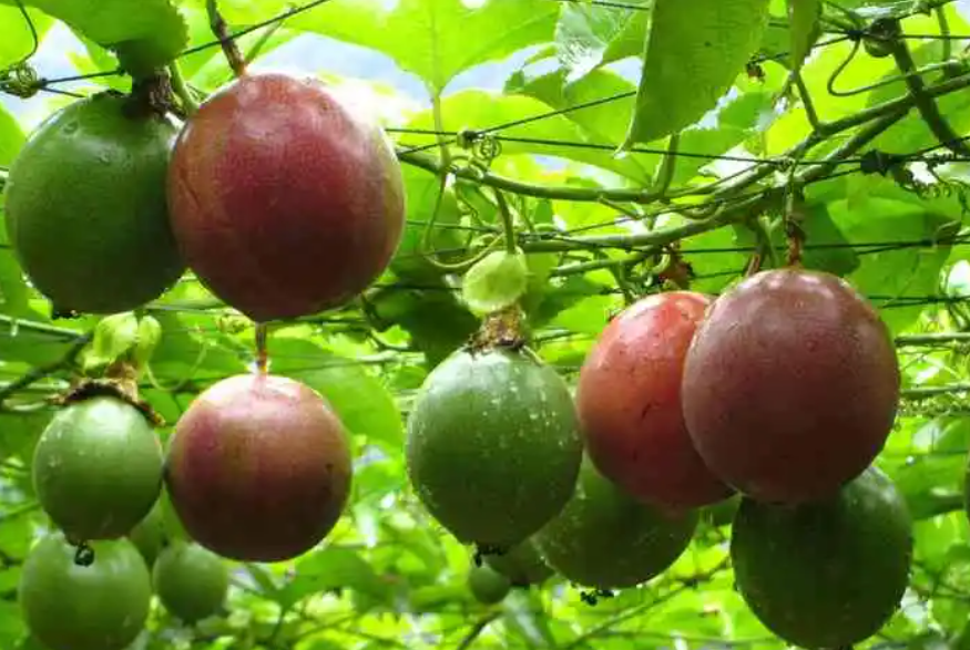 百香果开花前施什么肥