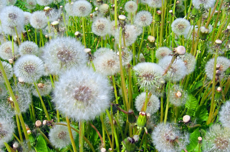 怎样在花盆里种植蒲公英