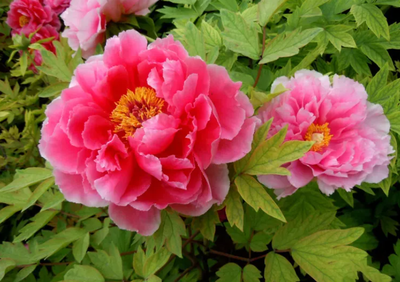 四季牡丹花是扶桑花吗