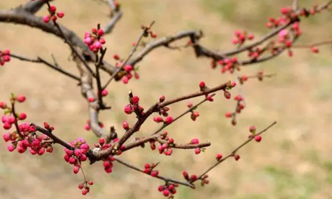 干枝梅什么时候开花