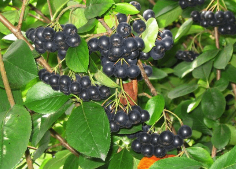 黑果花楸能卖出去吗