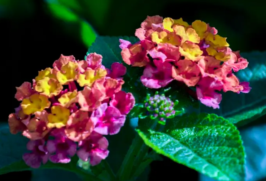 五色梅开花后怎么修剪