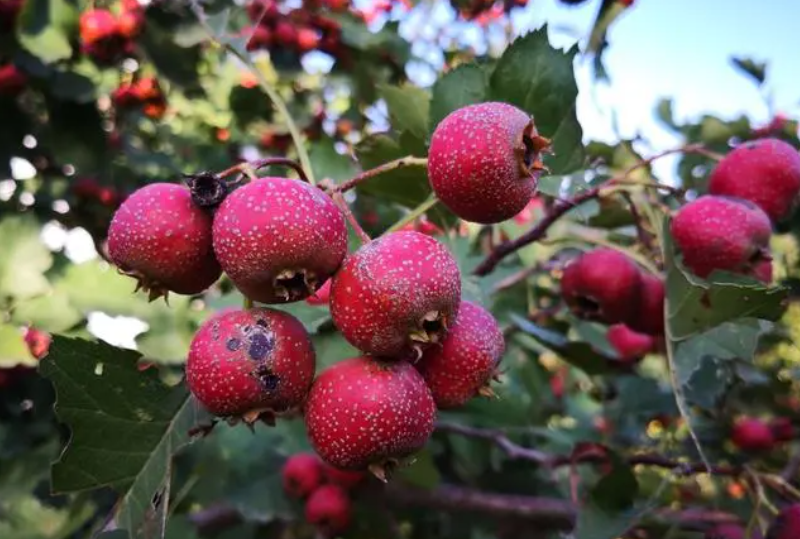 家里种山楂树好吗